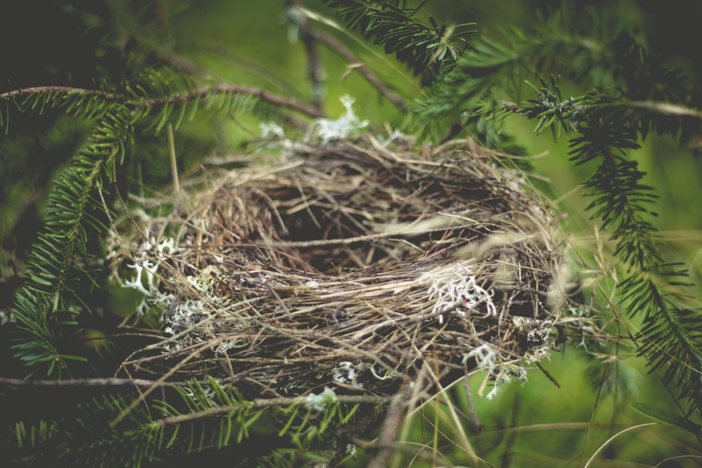 nest in love, the constant in life 